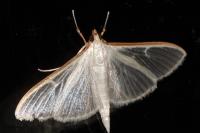 Palpita vitrealis