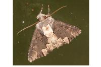 Dypterygia scabriuscula