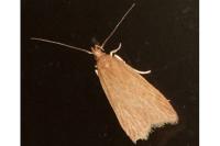 Helcystogramma rufescens