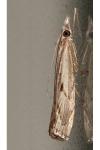 Agriphila geniculea