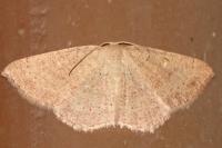 Cyclophora ruficiliaria
