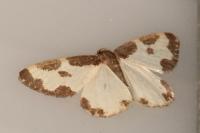 Lomaspilis marginata