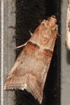 Acrobasis tumidana