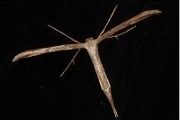 Emmelina monodactyla