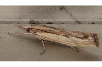 Agriphila inquinatella