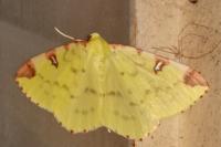 Opisthograptis luteolata