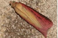 Oncocera semirubella
