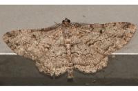 Peribatodes rhomboidaria