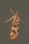 Nomophila noctuella