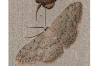 Idaea seriata