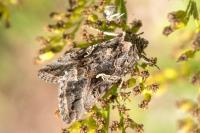 Autographa gamma