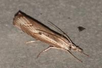 Agriphila geniculea