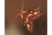 Pyrausta purpuralis