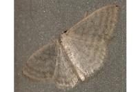 Idaea subsericeata