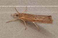 Agriphila straminella