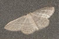 Idaea subsericeata