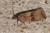 Celypha striana
