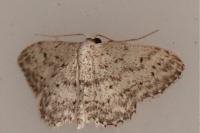 Idaea seriata