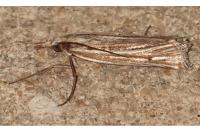 Ancylolomia tentaculella