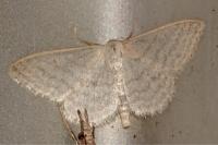 Idaea subsericeata