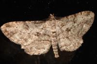 Peribatodes rhomboidaria