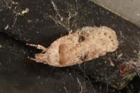 Agonopterix propinquella