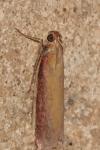 Oncocera semirubella