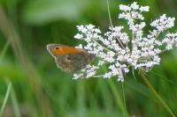Coenonympha pamphilus