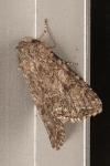 Anarta trifolii