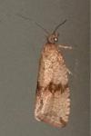 Celypha striana