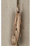 Agriphila geniculea