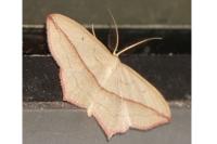 Timandra comae