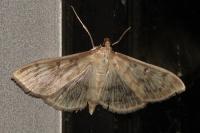 Patania ruralis