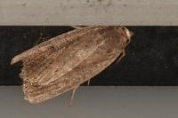 Proxenus hospes