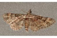 Gymnoscelis rufifasciata