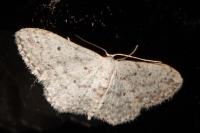 Idaea seriata