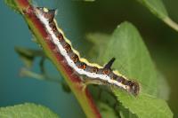 Acronicta psi