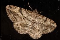 Peribatodes rhomboidaria