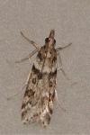 Eudonia angustea