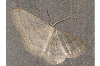 Idaea subsericeata