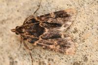 Aglossa caprealis