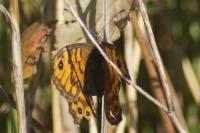 Lasiommata megera