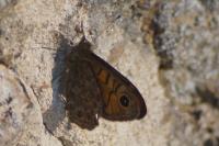 Lasiommata megera