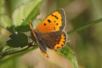 Lycaena phlaeas