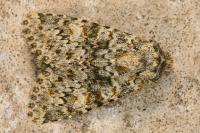 Polymixis flavicincta