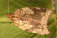 Acleris rhombana