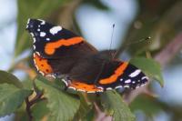 Vanessa atalanta