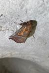 Scoliopteryx libatrix