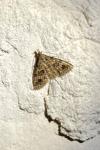 Alucita hexadactyla
