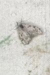 Nola confusalis